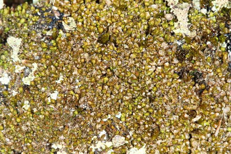 Lophozia bicrenata